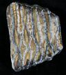Polished Mammoth Molar Section - North Sea Deposits #23262-1